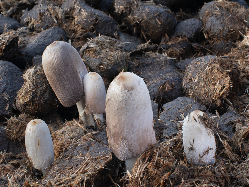 Coprinus sterquilinus
